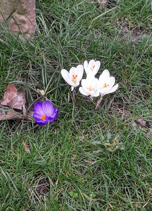 Crocus_1