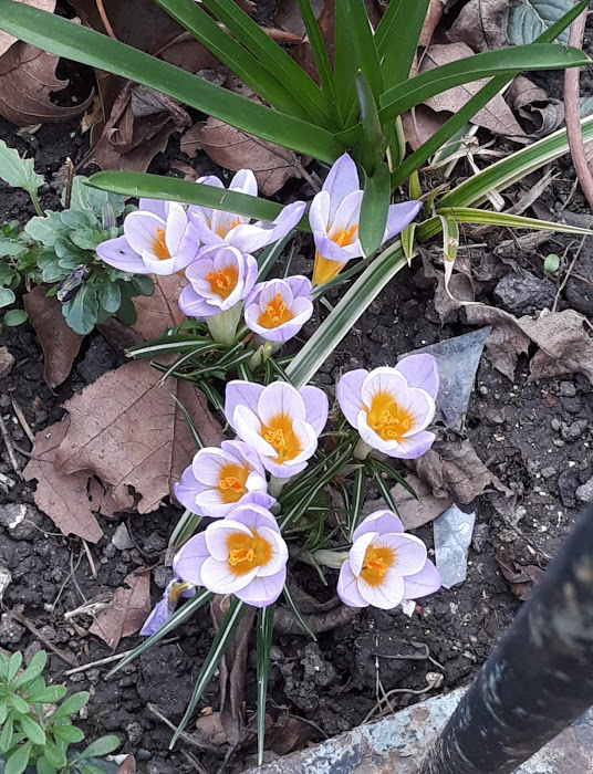 Crocus_8
