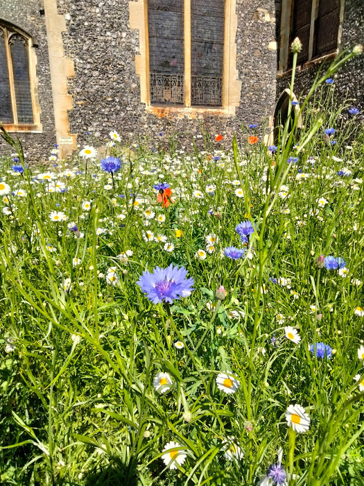 south_chancel_wildflowers